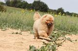 CHOW CHOW 085